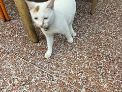 -白翔甜食店