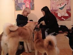-喜柴咖啡·柴犬狗咖
