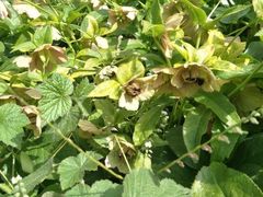 -墨尔本皇家植物园