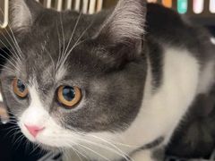-瑞派长江宠物医院·猫科·外科·24小时夜护(谊城公寓分院)