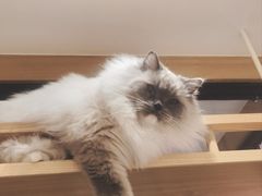 -滚猫咖啡·猫咖·猫友好撸猫(未来城店)