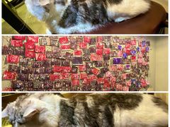 -Mr.Fox狐狸先生超级密室(南山店)