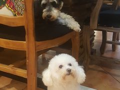 -more than meow吴止猫主题餐厅(承德 中船汇店)