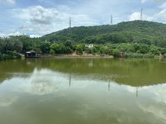 -梧桐庄园