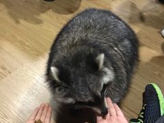-藦茜花园宠物主题亲子互动体验馆(国顺东路店)
