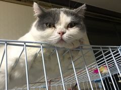 -爱妮康宠物医院·干细胞免疫细胞·肿瘤·心脏(张江店)