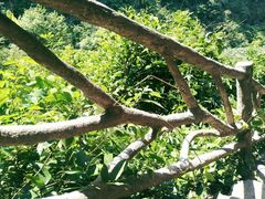 景点-江郎山风景名胜区