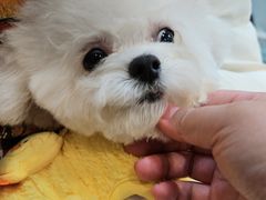 -萌宠之家·腊肠犬·马尔泰·小体犬舍