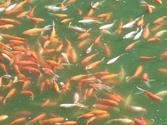 android_upload_pic-普陀山风景名胜区-法雨禅寺