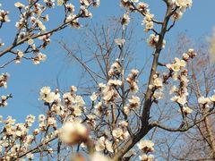 -梅花山(明孝陵内)