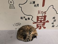 -猫的天空之城概念书店(杭州南宋御街店)