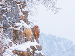 -峨眉山风景名胜区