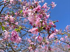 -天适樱花悠乐园