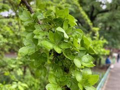 -国家植物园南园