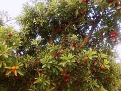 -呼吸森林·生态农庄农家乐私房菜