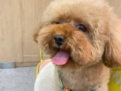 -BABIT巴比特宠物(MOMOPARK店)