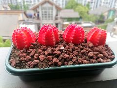 -聚串门儿·东北烧烤(信义坊店)