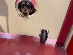 -和它·交个朋友·狗咖猫咖(爱琴海店)