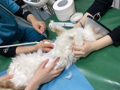 -美联众合爱康动物医院•复杂内科•肿瘤科•牙科•腔镜诊疗中心