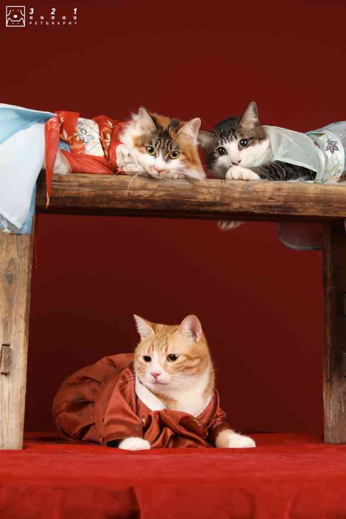 321宠物照相馆-"心心念念了很久 终于来了 担心自己的毛孩.