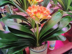 -花鸟鱼虫鲜花绿植市场(玉泉路店)
