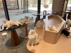 -瞄一喵猫咖(格力海岸店)