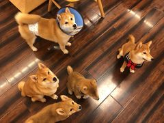 -豆柴町-柴犬主题狗咖(红鼎国际C座店)