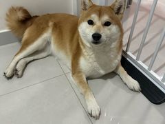 -瑞派·关忠动物医院·猫专科·犬专科(三环新城店)