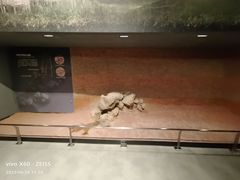 -盘龙城遗址博物院