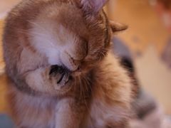 -滚猫咖啡·猫咖·猫友好撸猫(未来城店)