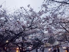 -武汉大学-樱园
