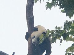 -都江堰中华大熊猫苑