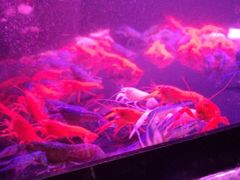 -中环花鸟鱼虫市场