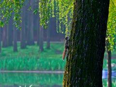 -上海共青森林公园