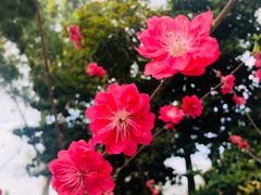 -顺峰山公园