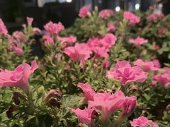 -瓦库茶馆17号(海汇港店)