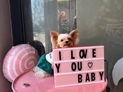 -百好乐宠物友好餐厅(朝外大街店)