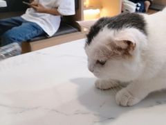 -喵园·猫主题咖啡厅·撸猫·猫咖(国贸店)