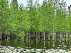 -白鹭湾湿地公园