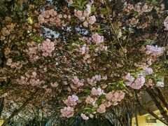 -仁恒西郊花园