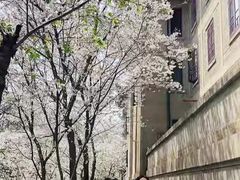 -武汉大学-樱园
