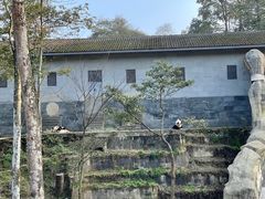 -中国大熊猫保护研究中心雅安碧峰峡基地