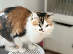 -是阿柴呀！柴犬咖啡·爱喵喵猫咖