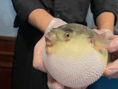 -肆月河豚·新淮扬(金融街店)