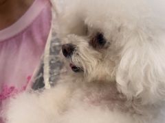 -美联众合爱康动物医院•复杂内科•肿瘤科•牙科•腔镜诊疗中心