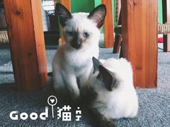 -喵店&猫咖