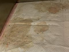 -瑞派康怡24h宠物医院·犬猫医疗中心·微创绝育(瑞景分院)