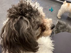 -有喵·猫咖·狗咖·30几只猫10只小狗(岗厦店)