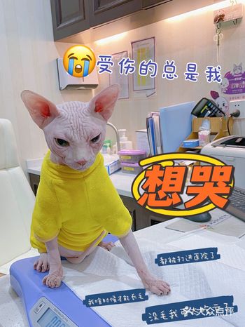 两只打架️️无毛的总是吃亏