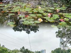 -晓港公园